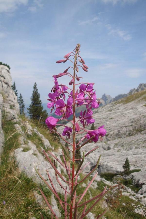 Haut De Chalet 6 P Villard De Lans Dış mekan fotoğraf